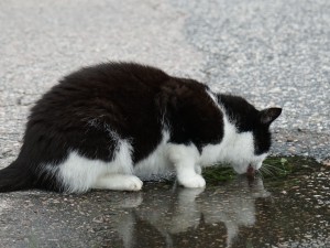 Katt som dricker vatten ur en pöl på asfalten