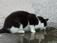 Katten dricker vatten utomhus Katt som dricker vatten ur en pöl på asfalten