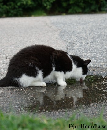 Katt som dricker vatten ur en pöl på asfalten