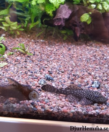 Två algätare där den ena sitter på akvarietglaset och äter 