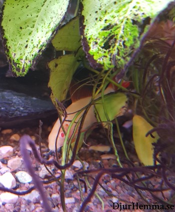 En fisk som inte ser så pigg ut gömmer sig bland blad och växtrötter