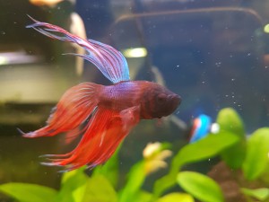 En vacker och färggrann kampfisk som simmar i sitt akvarium