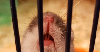 En hamster som visar upp sina tänder i sin bur