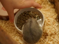 Ett barn som ger sin hamster mat i en skål