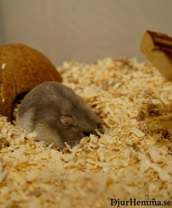 En hamster gömmer sig i spånet framför sin kokosnöt