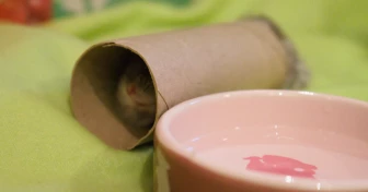 Hamster som kryper igenom en tom toalettrulle med en skål vatten bredvid