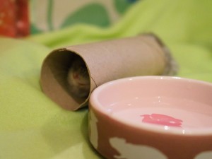 Hamster som kryper igenom en tom toalettrulle med en skål vatten bredvid