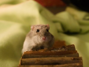 En hamster som klättrar upp på en bro i en aktivitetshage med ett hamsterhjul i bakgrunden