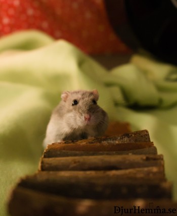 En hamster som klättrar upp på en bro i en aktivitetshage med ett hamsterhjul i bakgrunden