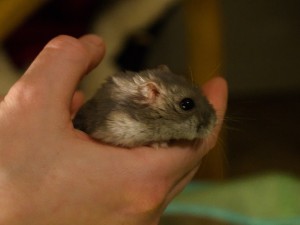 Hamster i en kupad hand