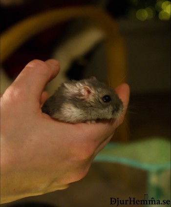 Hamster i en kupad hand