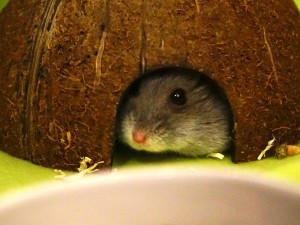 Hamster kikar ut från sitt bo. Vad är det för mat som lockar?