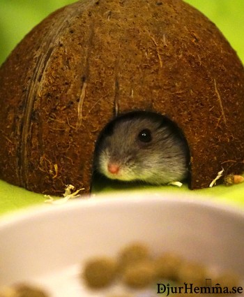Hamster kikar ut från sitt bo. Vad är det för mat som lockar?