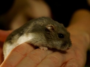 En hamster som går på mattes hand sett från sidan