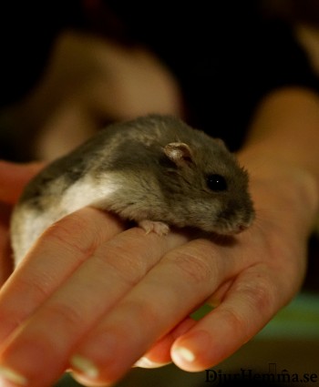En hamster som går på mattes hand sett från sidan