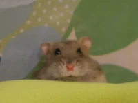 Hamster som tittar upp från sitt gömställe bakom en kulle