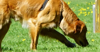 Hund med nosen i gräset en solig dag