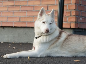 Hund som ligger på marken och se inte ut att vilja gå någonstans