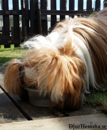 En hund med nosen i vattenskålen ute i solen