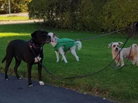 Tre hundar i koppel på gräset vid en asfalterad väg