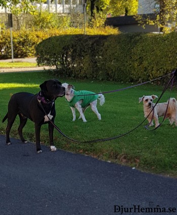 Tre hundar i koppel på gräset vid en asfalterad väg
