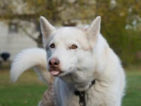 En siberian husky som pekar tungan åt kameran
