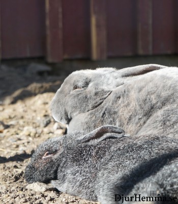 Två kaniner som sover i solen bredvid varandra