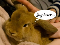 Din kanin kommer att leva med sitt namn hela sitt liv. Se till så det blir ett bra namn! En kanin i famnen på en person med morgonrock med ett barn i bakgrunden. Kaninen har en pratbubbla ovanför där det står jag heter ...