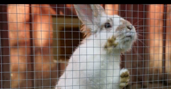 En nyfiken kanin som står mot gallret i sin utomhusbur