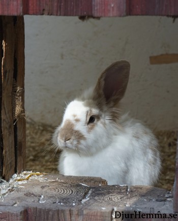 En kanin som tittar ut från bur som har spån på botten