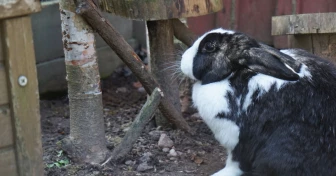 En kanin som sitter vid sin roliga hemmagjorda klätterställning