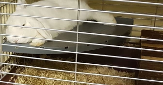 Kanin i en bur