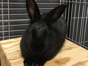 En svart kanin med stora öron som lyssnar ordentligt