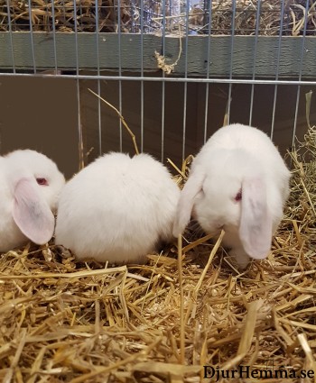 Tre vita kaninsyskon som sitter och myser i halmen tillsammans