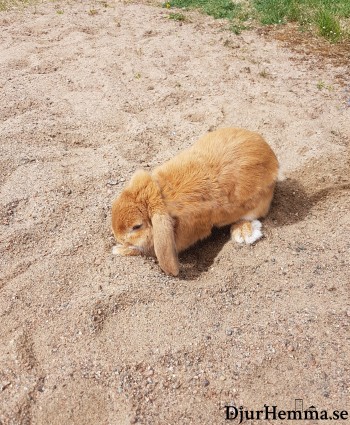 En kanin i en sandlåda som gräver en grop