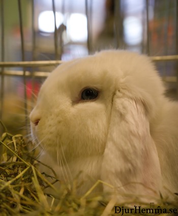 En vit kaninunge i närbild i en bur