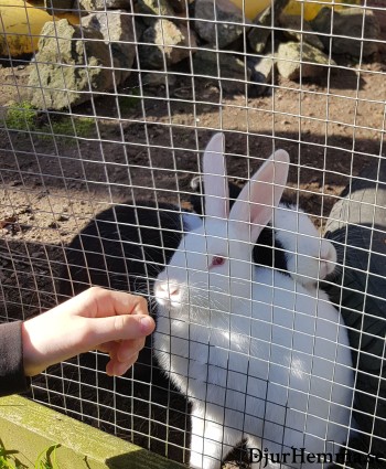 En kanin som nosar på en hand