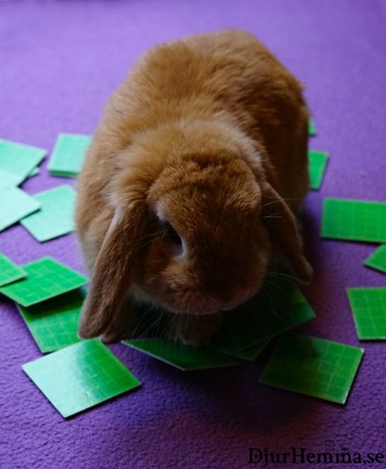 Kanin på några memory spelkort