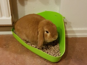 En kanin som sitter på sin låda och kissar