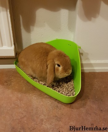 En kanin som sitter på sin låda och kissar