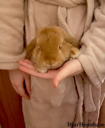 En kanin som tittar ut från en ficka i en morgonrock