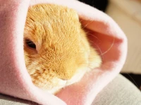 En kanin inlindad i en filt i mattes knä