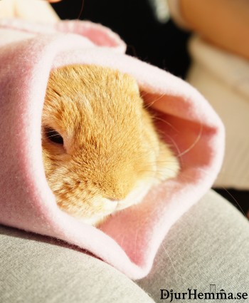 En kanin inlindad i en filt i mattes knä