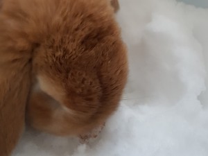 En kanin som sitter och nosar i snön