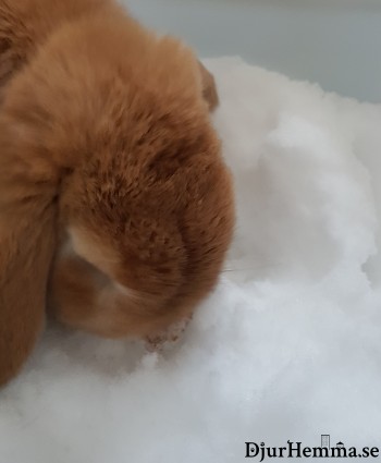 En kanin som sitter och nosar i snön