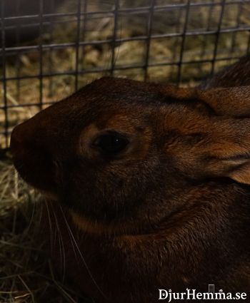 Bild på kaninrasen Belgisk hare