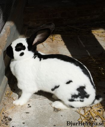 Bild på kaninrasen Tysk Jättescheck