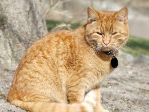 En röd katt som myser i solen