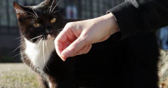 Svartvit katt som kelar med en hand