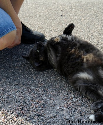 Katt på rygg på marken med människa som vill klappa den